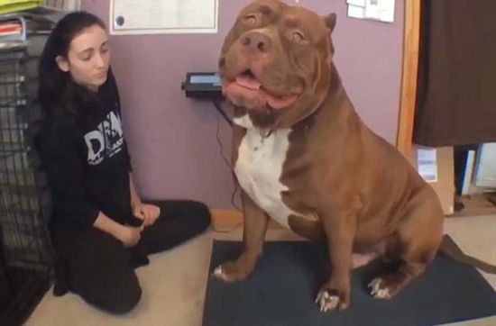 “浩克”體重約79公斤，或?yàn)槭澜缱钆诸^牛犬