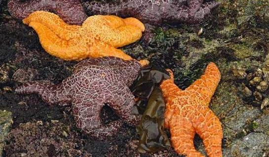 近2年來(lái)，估計(jì)有百萬(wàn)只海星自殺（臺(tái)灣中時(shí)電子報(bào)）