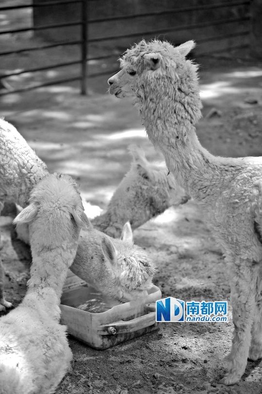 動(dòng)物園給動(dòng)物們喝涼茶吃冰西瓜避暑(圖) 動(dòng)物園給動(dòng)物們喝涼茶吃冰西瓜避暑(圖)