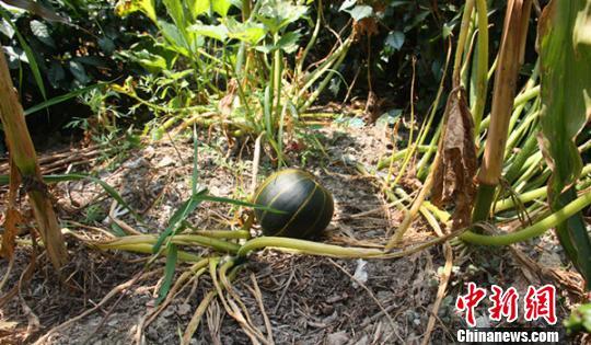 湖北一農民種出“條紋南瓜”能否食用未知(圖) 湖北一農民種出“條紋南瓜”能否食用未知(圖)