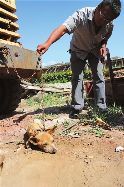 西夏區(qū)農(nóng)牧局工作人員在仔細(xì)觀察該動(dòng)物。