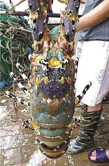 浙江溫嶺捕到“神蝦” 目擊者稱被60萬(wàn)元買走(組圖) 浙江溫嶺捕到“神蝦” 目擊者稱被60萬(wàn)元買走(組圖)