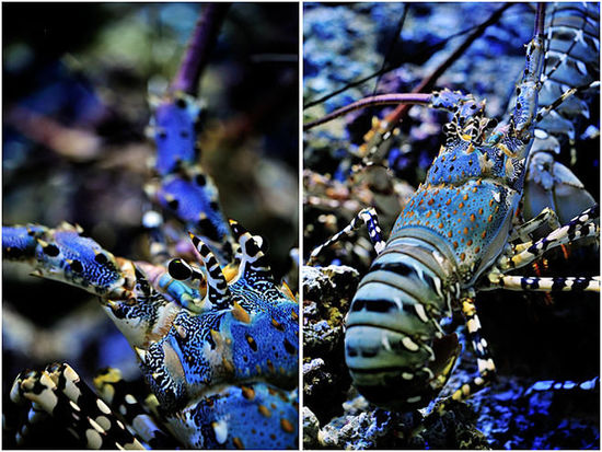 浙江溫嶺捕到“神蝦” 目擊者稱被60萬(wàn)元買走(組圖) 浙江溫嶺捕到“神蝦” 目擊者稱被60萬(wàn)元買走(組圖)