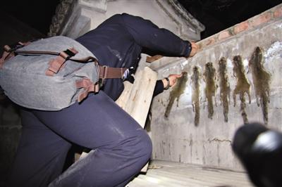 村民獵殺松鼠豹貓被刑拘 警方繳獲風干毛皮22張 村民獵殺松鼠豹貓被刑拘 警方繳獲風干毛皮22張