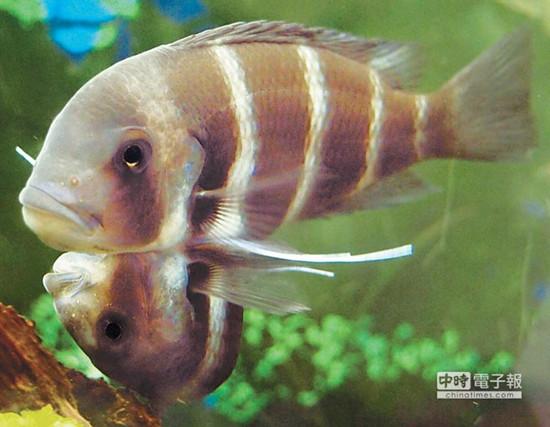 這對連體魚上面的哥哥體型較大，約是下面弟弟的2倍