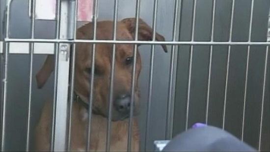 圖為當(dāng)時襲擊艾琳的兩只惡犬其中之一。