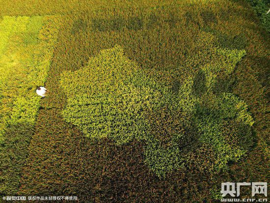 老人用水稻種出中國(guó)地圖及彩色地毯 老人用水稻種出中國(guó)地圖及彩色地毯