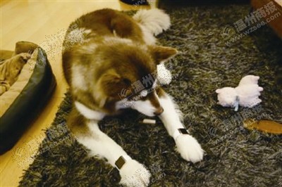 說到蘋果表，昨天的網(wǎng)友大為感嘆：人比人，氣死人了。不！是人比狗，氣死人。