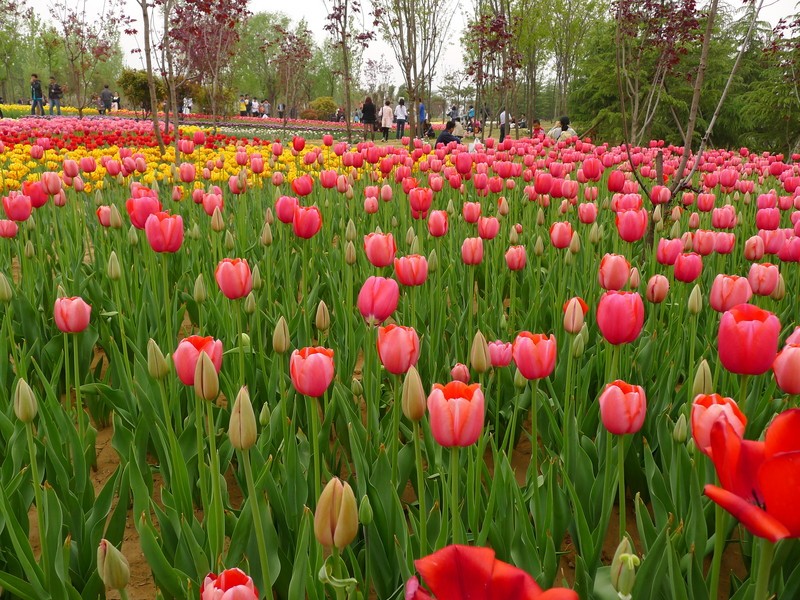 粽子節(jié)遇上兒童節(jié)，你想好去哪了么？