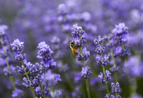 沉迷在薰衣草花海 遇見(jiàn)“塞外江南”新疆伊犁 沉迷在薰衣草花海 遇見(jiàn)“塞外江南”新疆伊犁