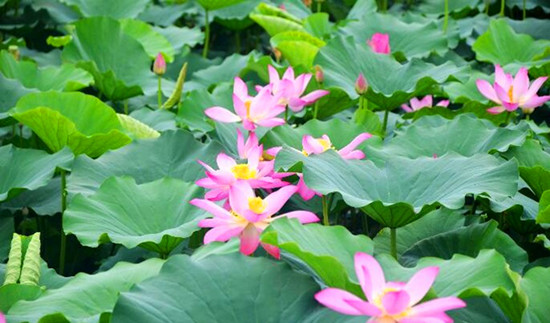 第八屆中國(guó)·淮陽龍湖賞荷旅游月開幕 為期兩個(gè)月