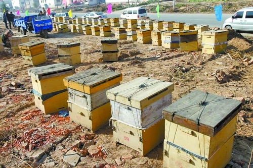 這些蜜蜂箱沿路依次擺放,綿延近千米。