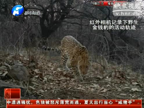 萌萌噠！濟(jì)源首次拍到金錢豹