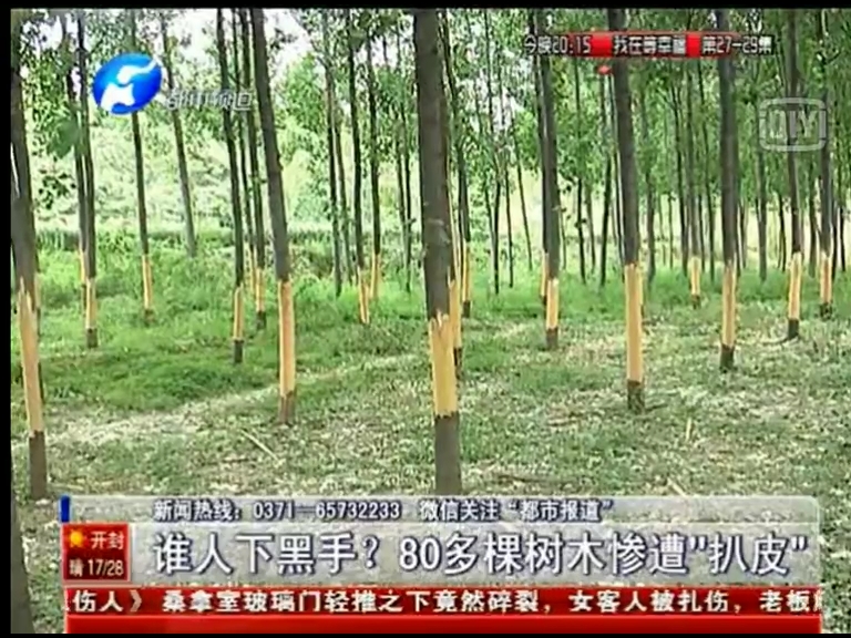 80多棵樹(shù)被“扒皮” 誰(shuí)痛下黑手？