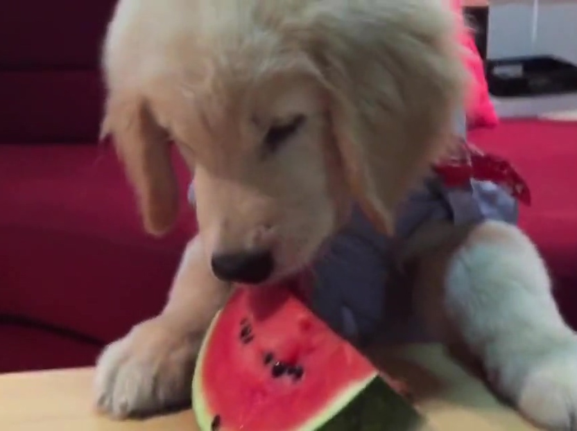 超萌金毛啃西瓜！夏天來(lái)了汪星人也要消暑啊！