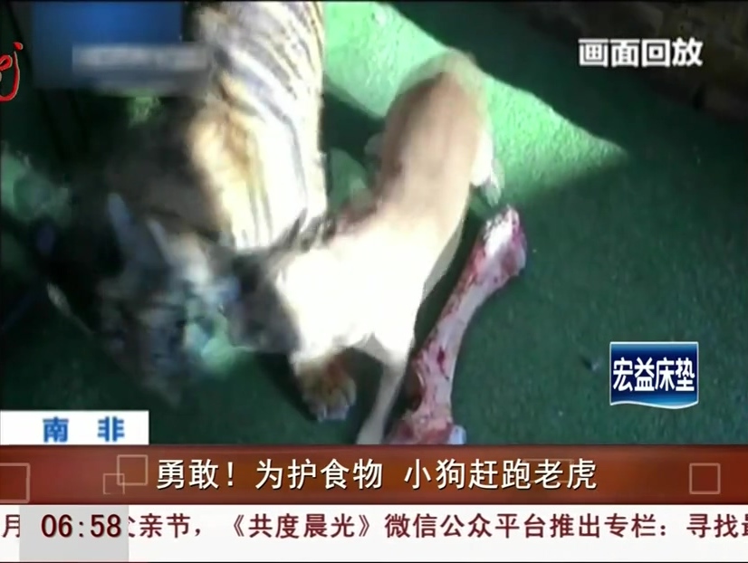 勇敢！為護(hù)食物 小狗趕跑老虎