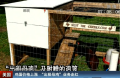 雞蛋價格上漲 “出租母雞”業(yè)務走紅