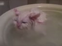 喜歡在盆里暖浴喵咪！這貨太懶了