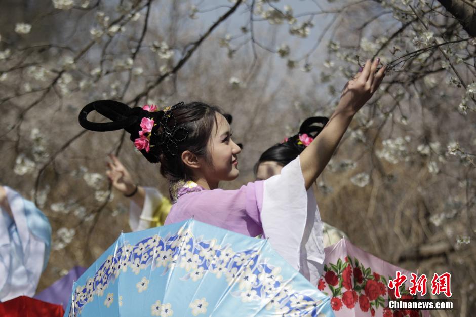 河南鄭州櫻桃花開 仙子踏春賞花海 河南鄭州櫻桃花開 仙子踏春賞花海