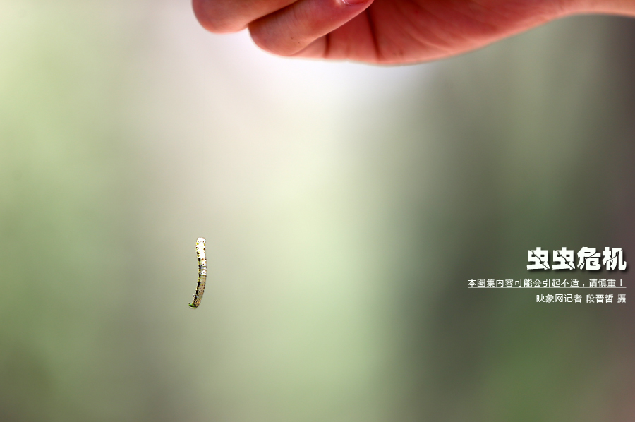 當(dāng)小蟲子從樹上垂絲而下懸在半空中時，給路上的行人帶來諸多不便