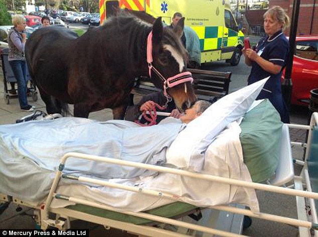 英國(guó)一老嫗臨終前與愛(ài)馬告別 場(chǎng)景感人